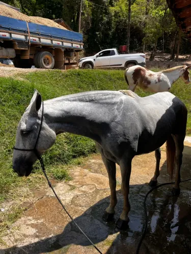Égua mangalarga