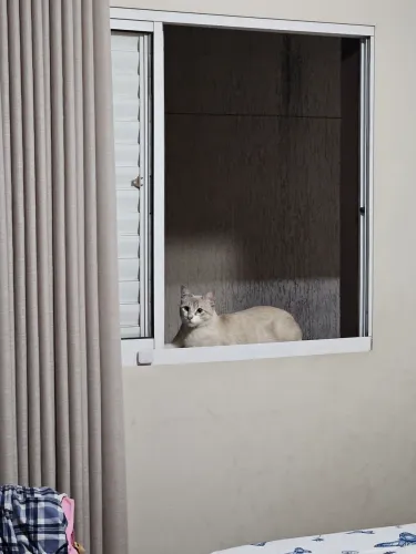 Doa gato lindo macho castrado 8 meses de idade