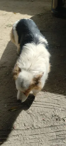 Cachorro