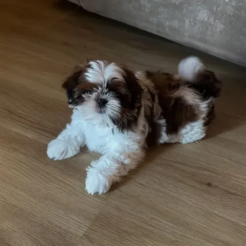 Filhote de Shih Tzu Perfeito Para Quem Busca Muito Carinho