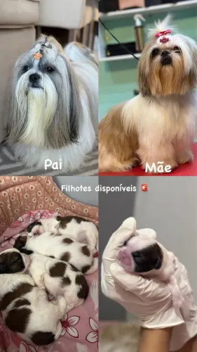Filhote: SHIH TZU