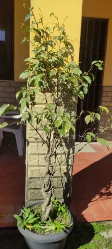 Ficus Benjamina Tronco Trenzado