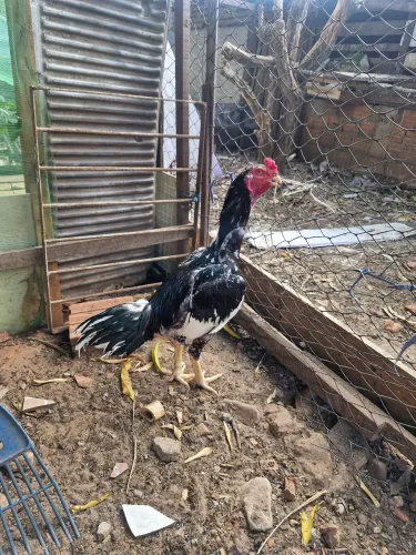 Vende se galo carioca