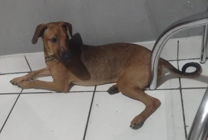 Doa cachorro 