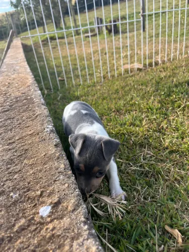 Filhote fox paulistinha fêmea (cinza)-Canil 2s