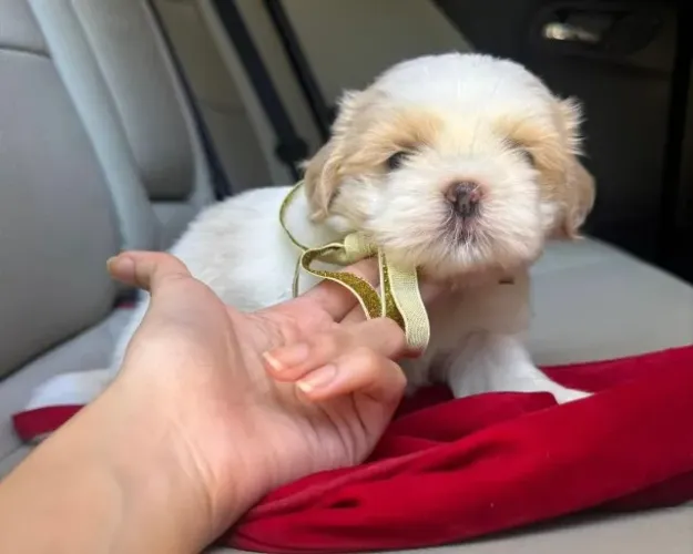 Filhotes de Shih Tzu | Seu Novo Companheiro Está Aqui