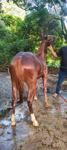Cavalo
