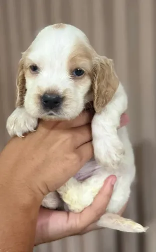 Cocker Spaniel macho