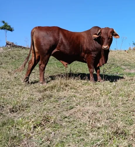 Vende-se Touro da raça Red Angus uma vaca e uma novilha enxertada 