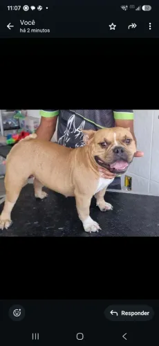 Doação de American Bully