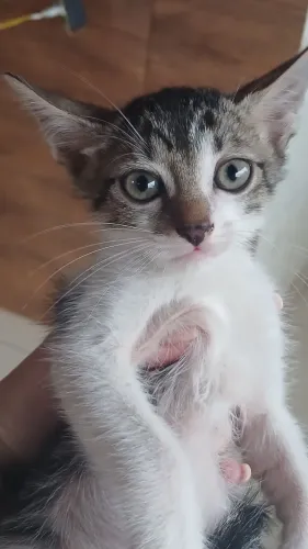Gatinho pra adoção 