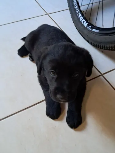 Filhotes labrador
