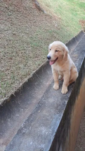 Golden retriever um amigo especial esperando vc