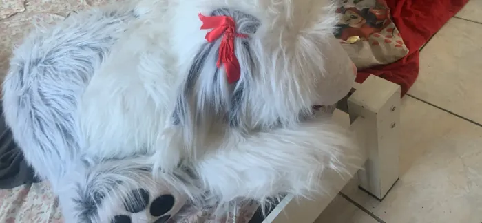 Urso Grande Priscila Tv colosso antiga