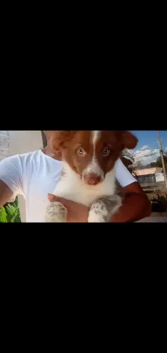 Border collie linhagem otima