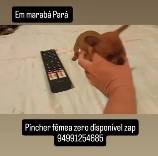 Pincher fêmea zero disponível em marabá zap * com 3 meses de nascimento/