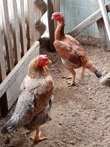 Galinhas caipira