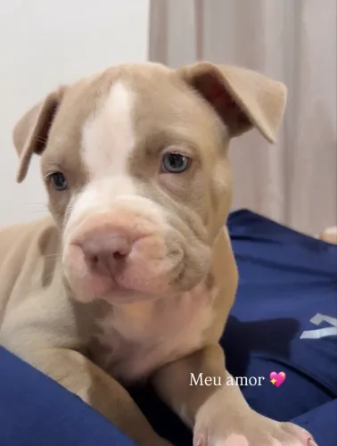 Filhote pitbull original 