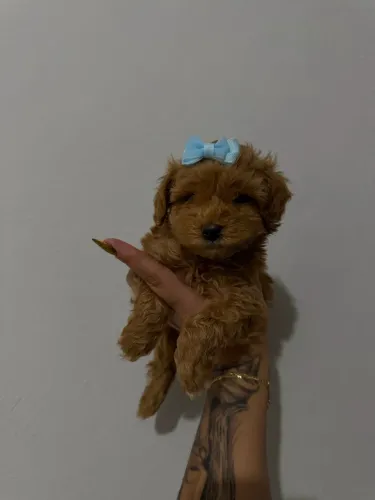 Poodle Toy - Filhotes Disponíveis