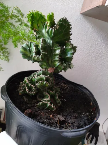 Plantas