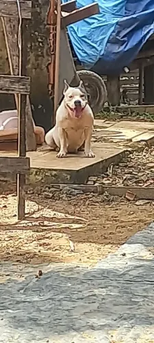 Vende-se filhote de Pit Bull