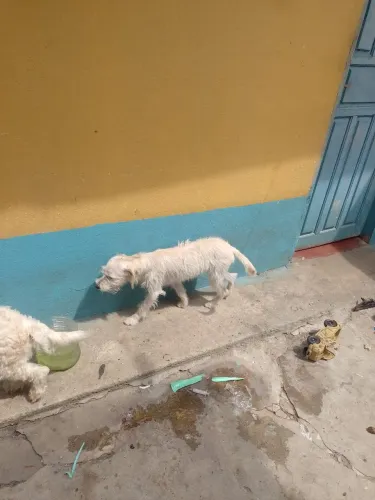 Pet para doação 