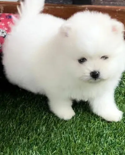 Spitz alemão macho e fêmea¿
