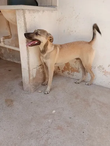 Cachorro para adoção 