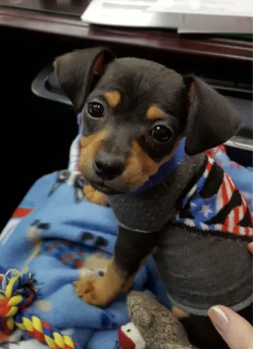 Filhotes De Pinscher - Prepare-se Para Uma Dose Diária De Fofura E Amor 