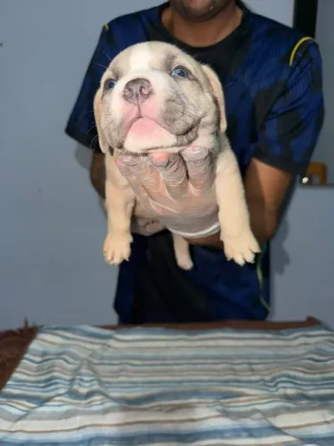 American bully pockte