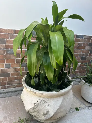 Plantas ornamentais 