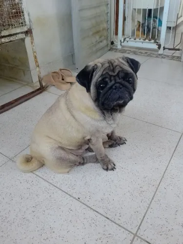 Pug fêmea