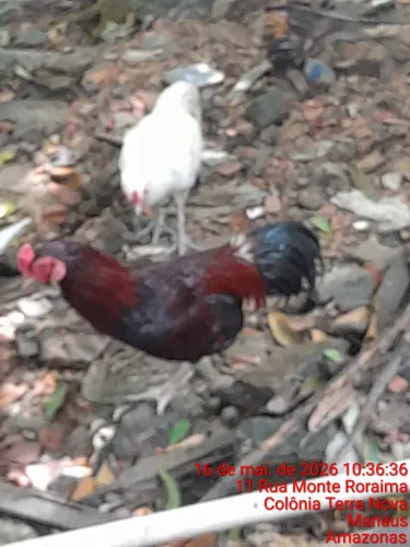 Vende-se galo vermelho