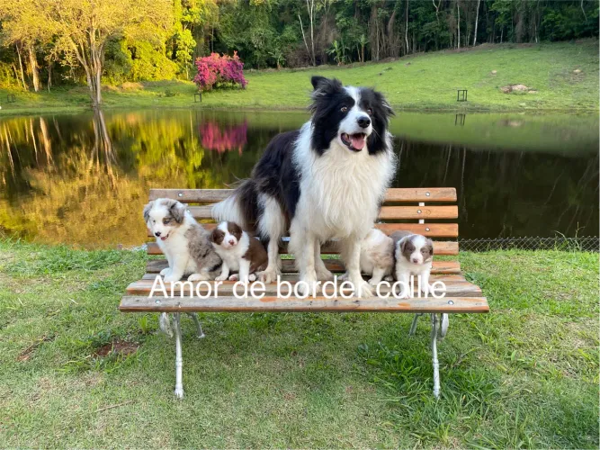 Border collie Com pedigree 