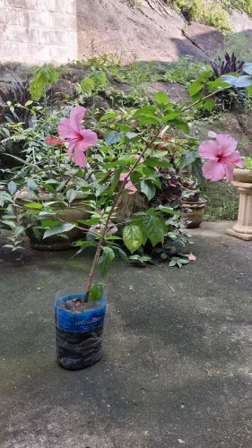 Doação de muda de hibisco rosa