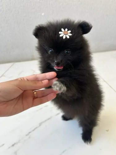 Lulu da Pomerania