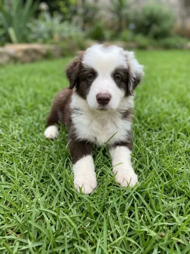 Lindos Border Collies Puros