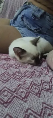 Gatinho macho 