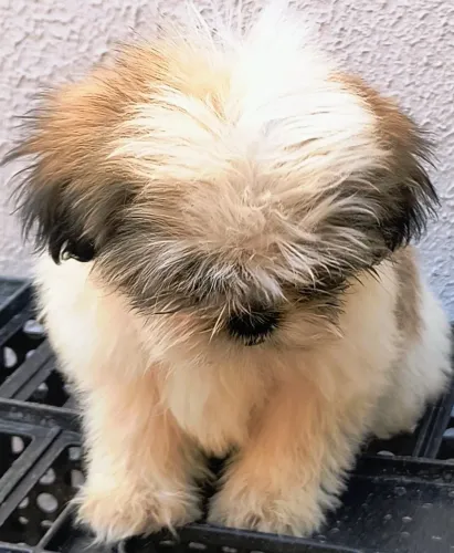 Vende-se Filhote shih-tzu macho