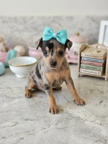 Pinscher fofinho e encantador