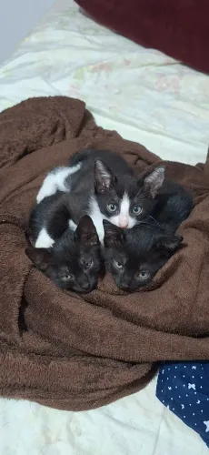 Gatinhos 