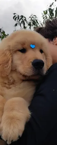 Últimos Golden Retriever liberados para entrega