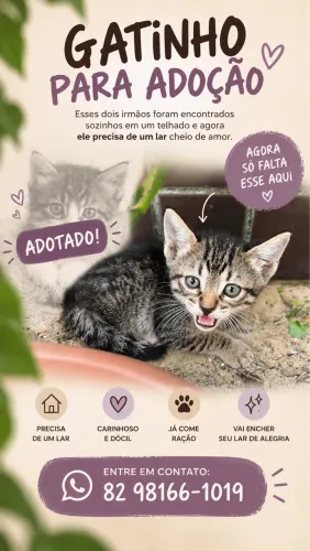 Filhotes para adoção 