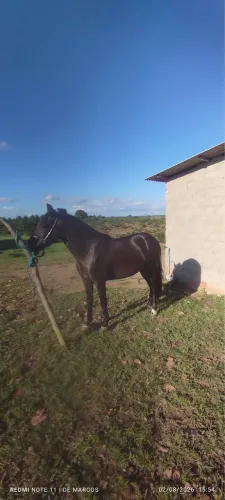 Cavalo Manga Larga Machador