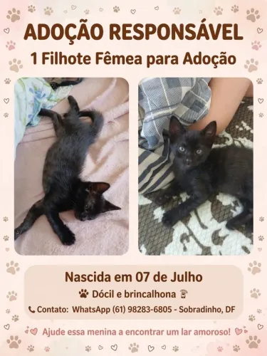 Doando filhote de gato