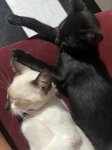 Gatos machos doação