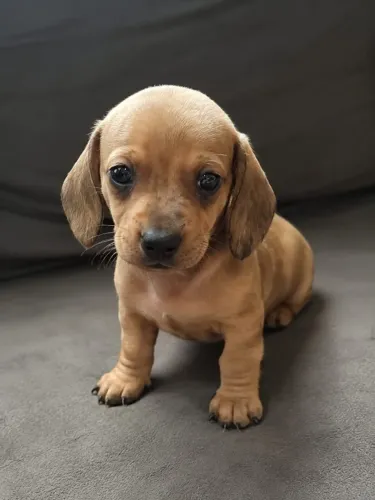 Dachshund/Cofap macho Pelo curto