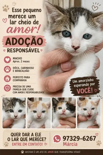 Gatinhos para adoção 
