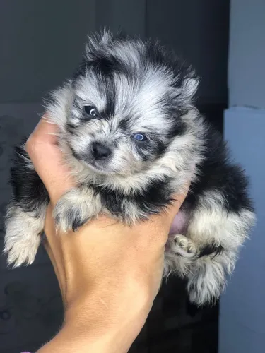 Spitz alemão