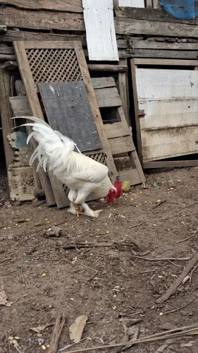 Frango brahma